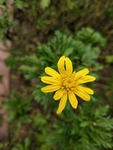 野菊花