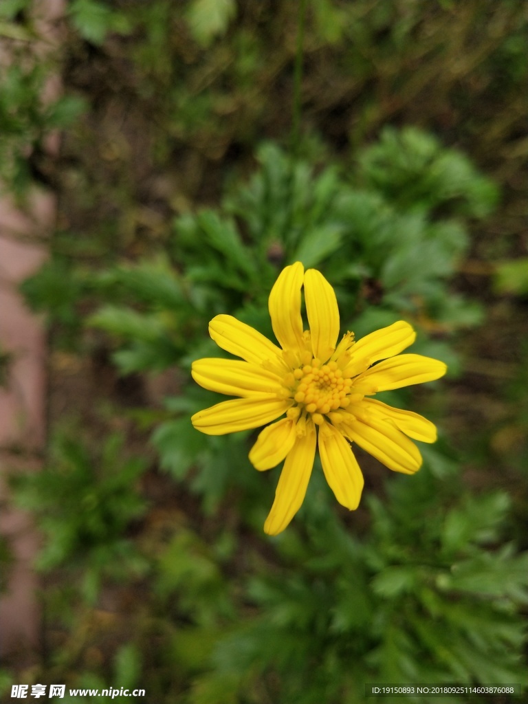 野菊花