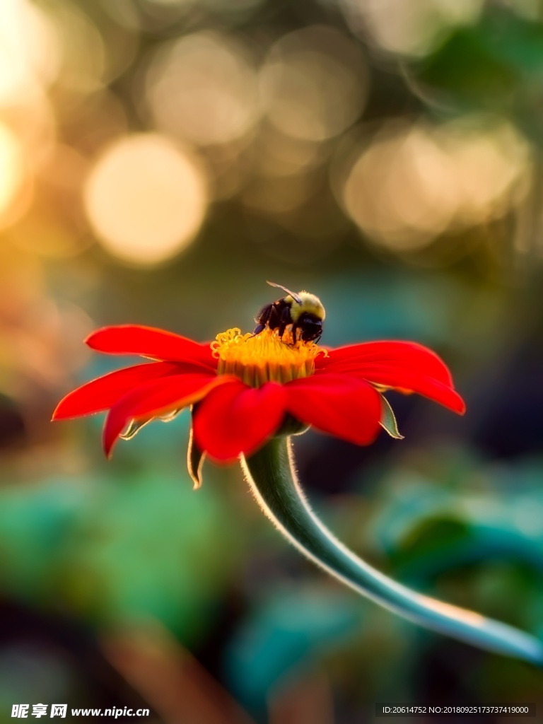 采花的蜜蜂