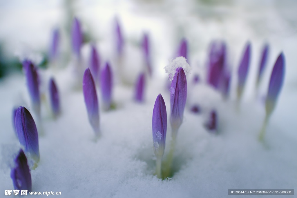 蹦出冬雪的小花
