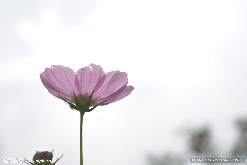 鲜花