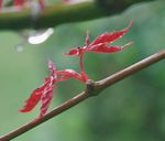 雨后红叶