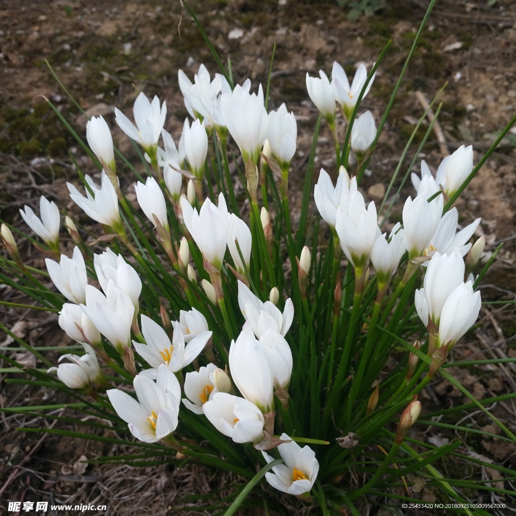 百花