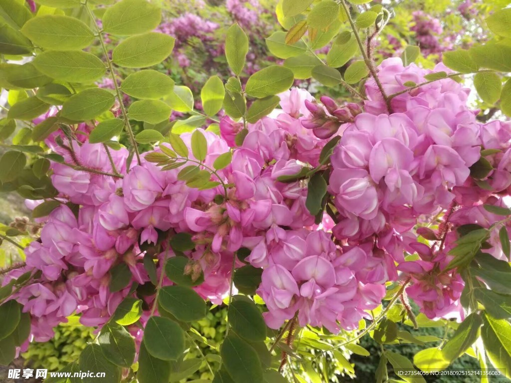 槐花
