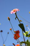 野菊花
