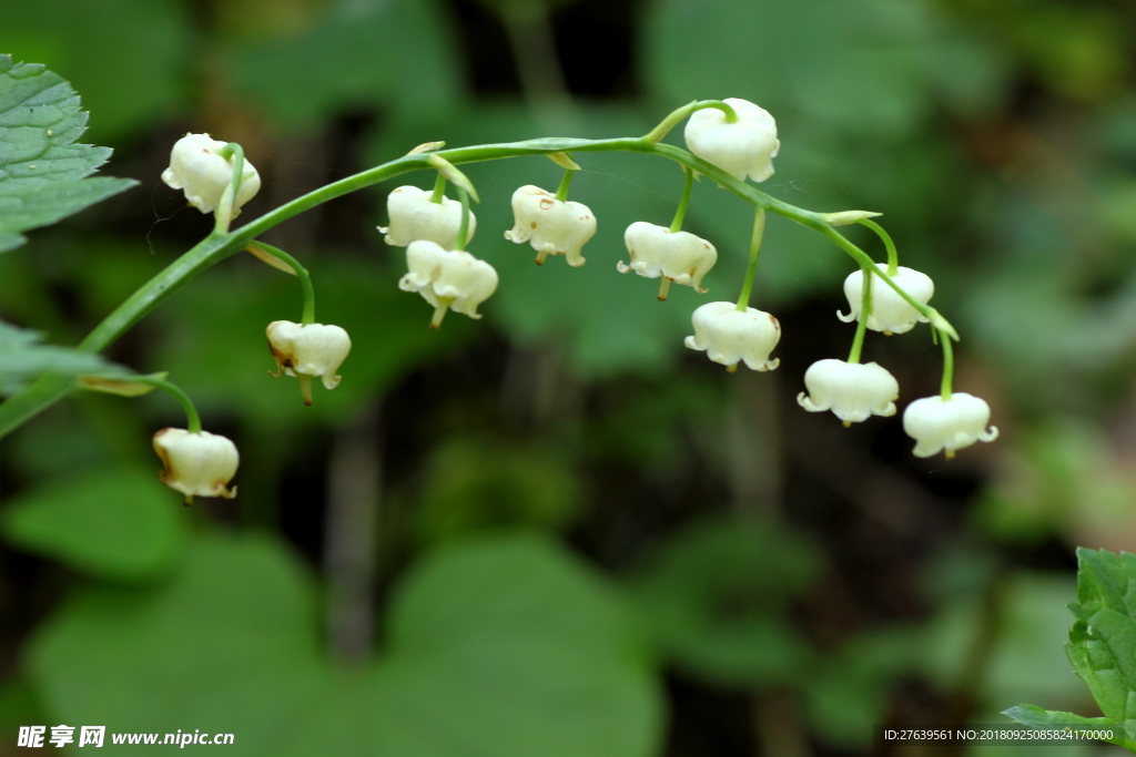 铃铛花