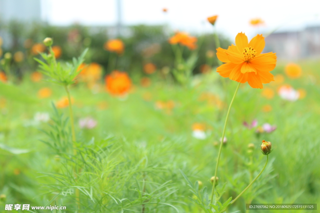 雏菊