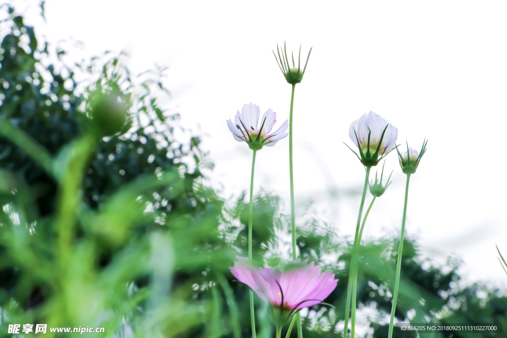 格桑花