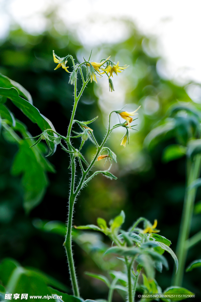 小花