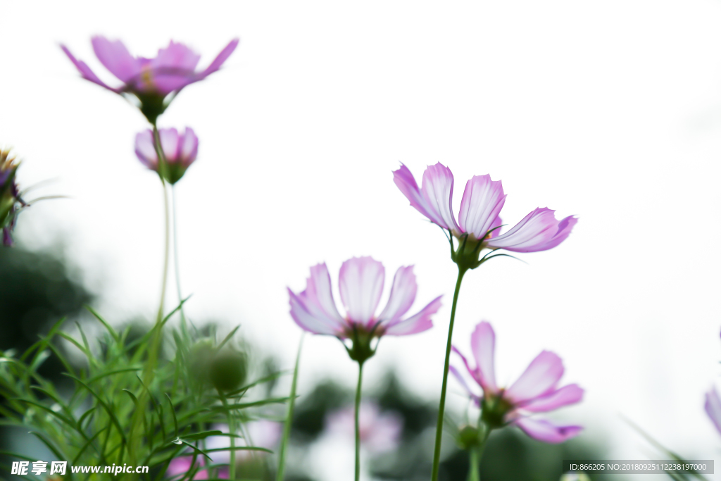 格桑花