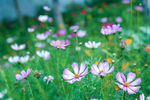 格桑花