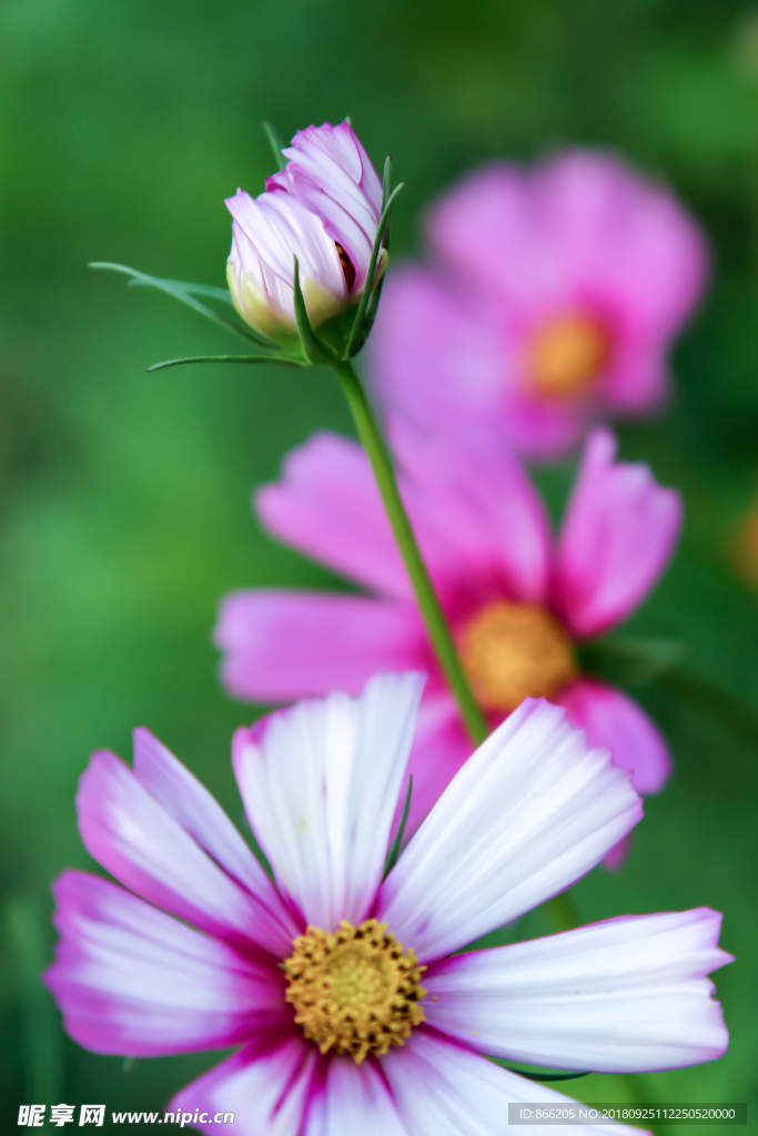 格桑花