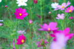 格桑花