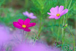 格桑花