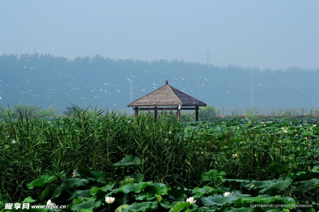 荷池