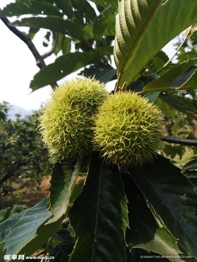 板栗