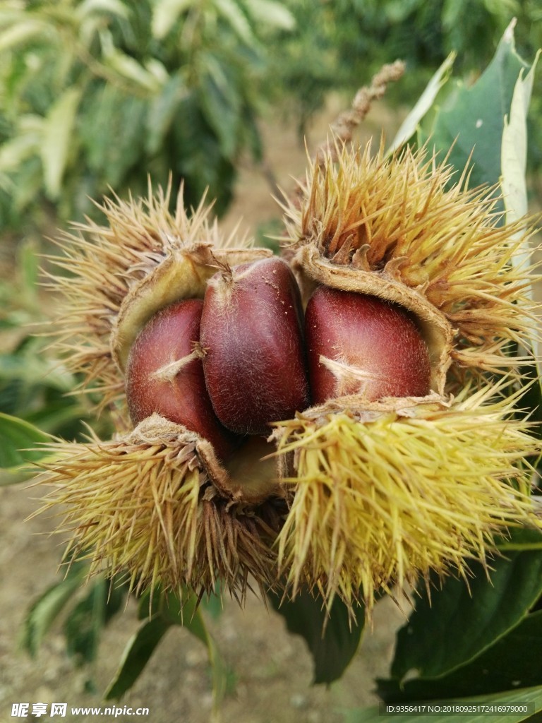 板栗
