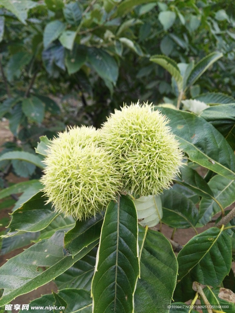 板栗