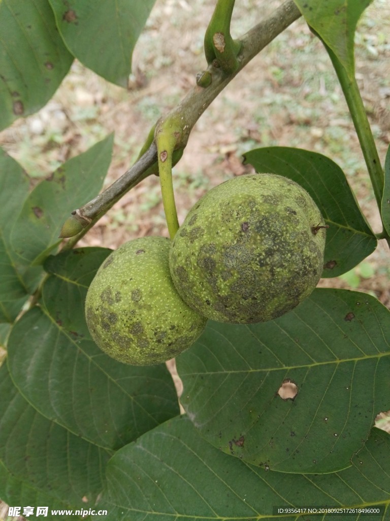 青核桃