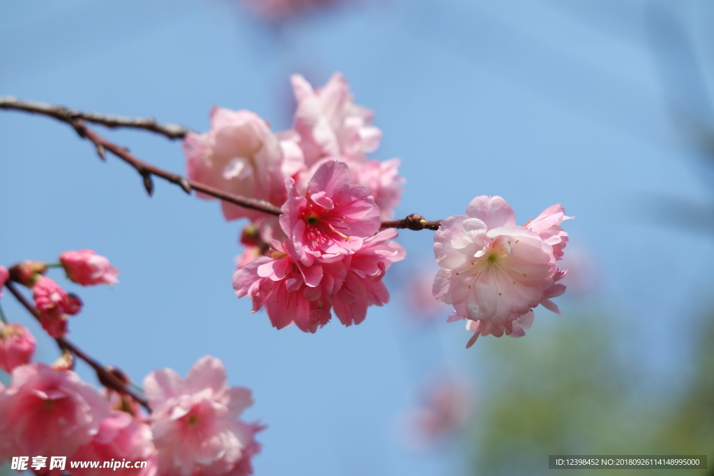 樱花