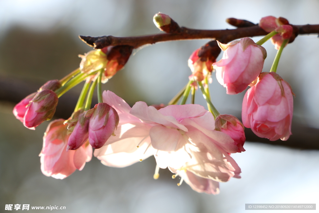 樱花