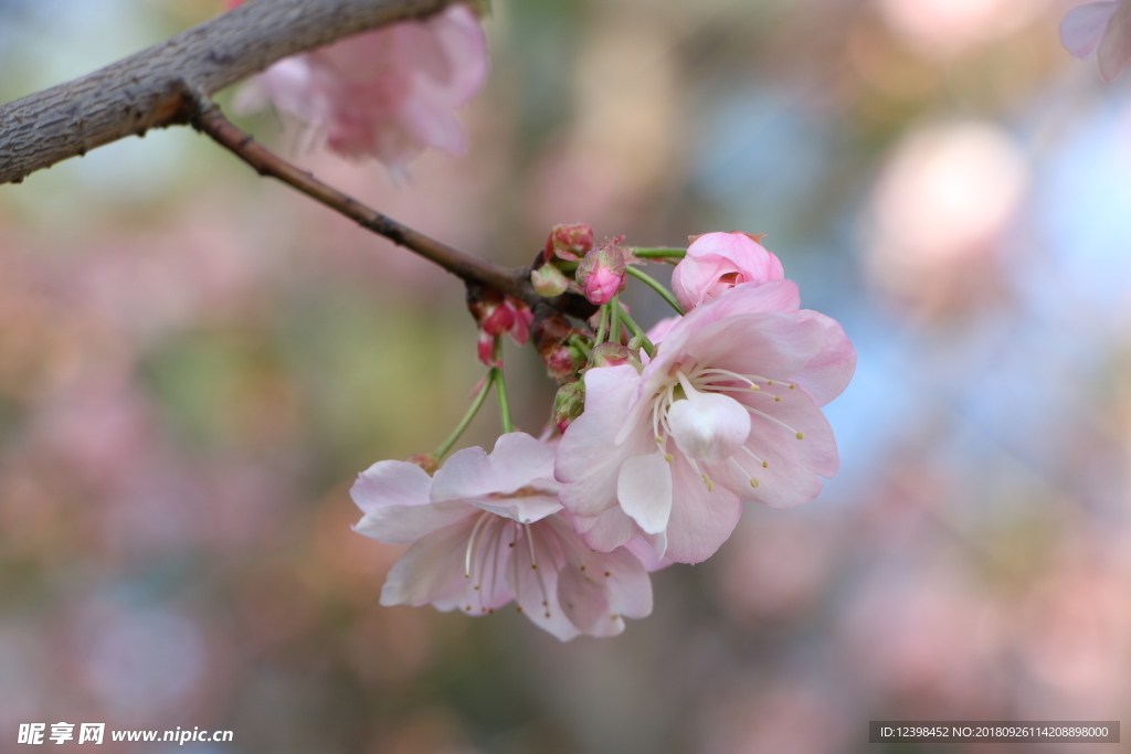 樱花