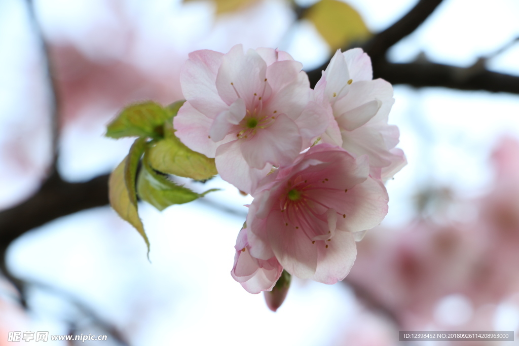 樱花