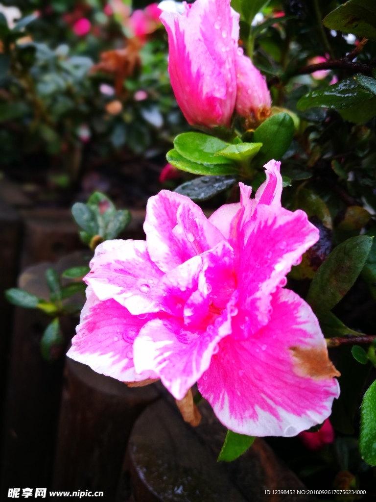 杜鹃花
