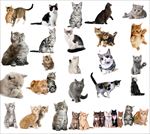 猫咪