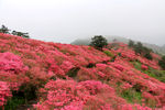 龟峰山  杜鹃花海