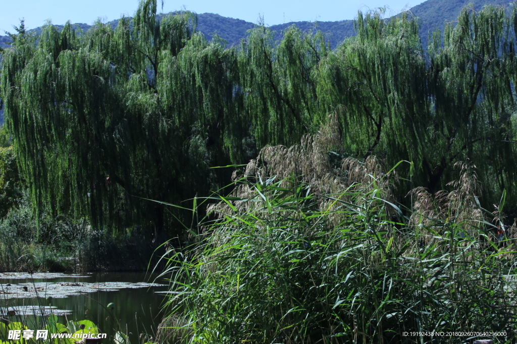 植物园风景