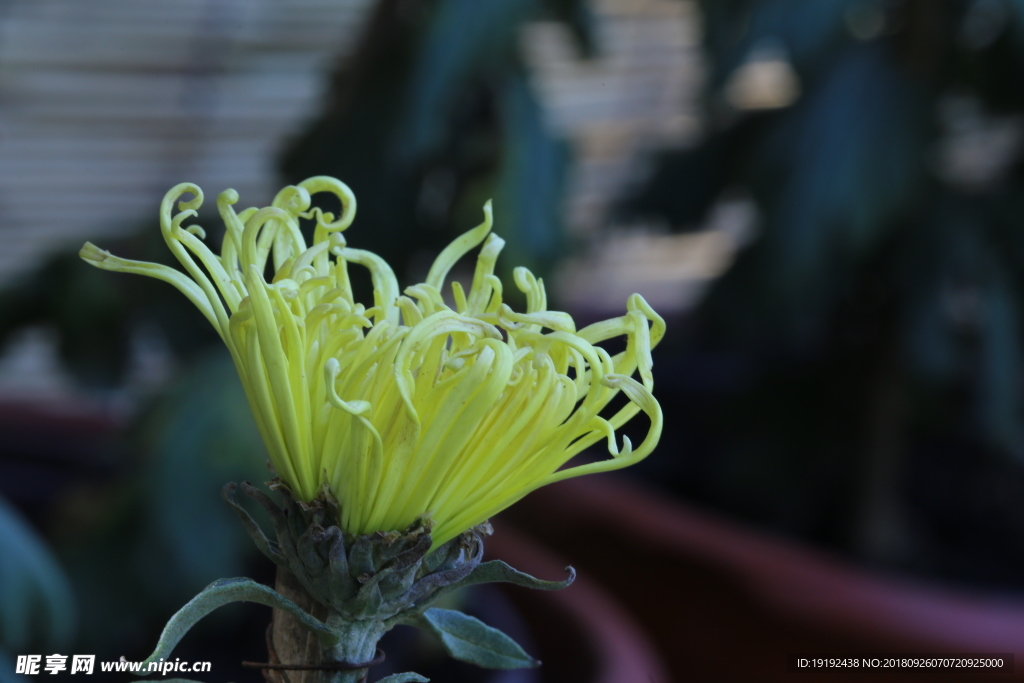 菊花
