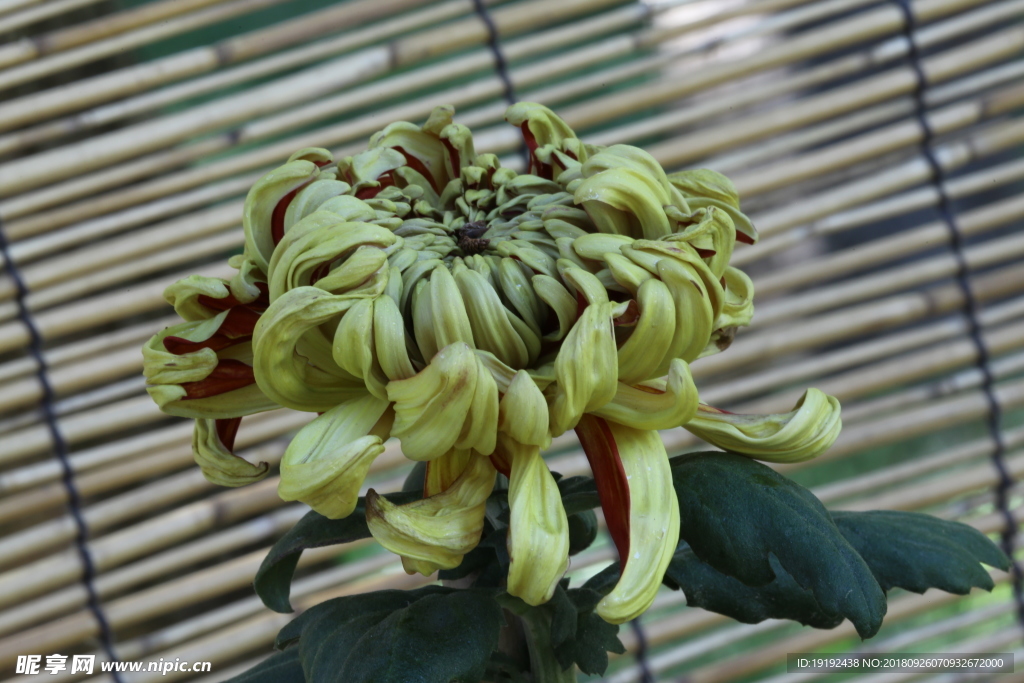菊花