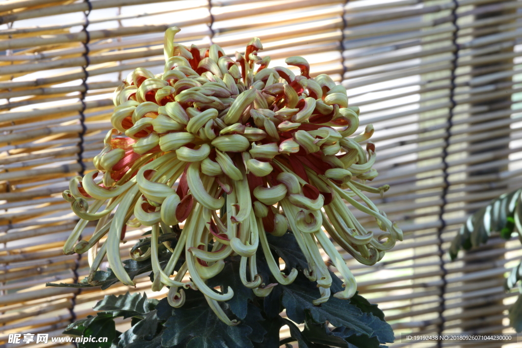 菊花