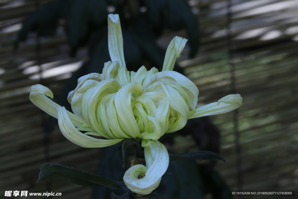 菊花
