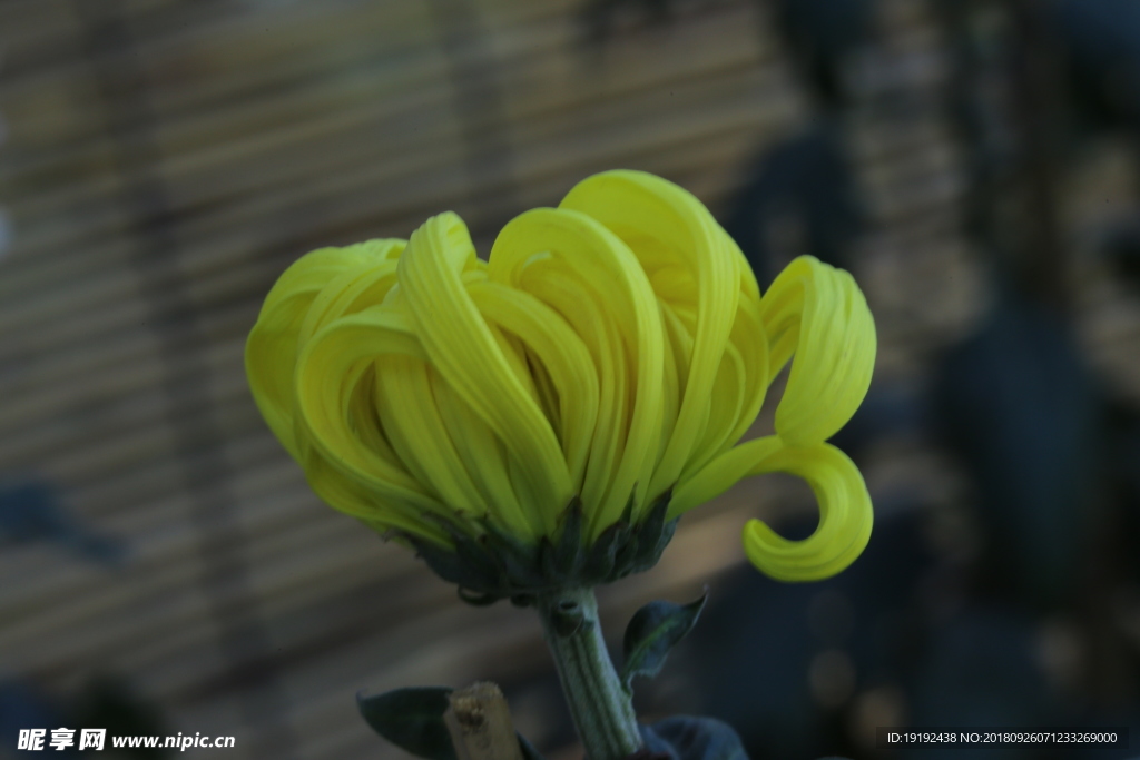 菊花