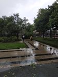 倒下的树