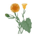 野生草甸花卉草本植物PNG素材
