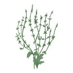 野生草甸花卉草本植物PNG素材