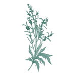 野生草甸花卉草本植物PNG素材