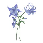 野生草甸花卉草本植物PNG素材