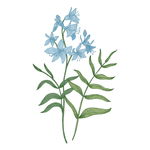野生草甸花卉草本植物PNG素材