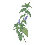 野生草甸花卉草本植物PNG素材