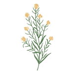 野生草甸花卉草本植物PNG素材