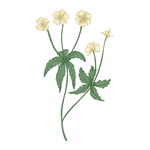 野生草甸花卉草本植物PNG素材