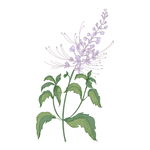 野生草甸花卉草本植物PNG素材