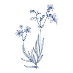 野生草甸花卉草本植物PNG素材