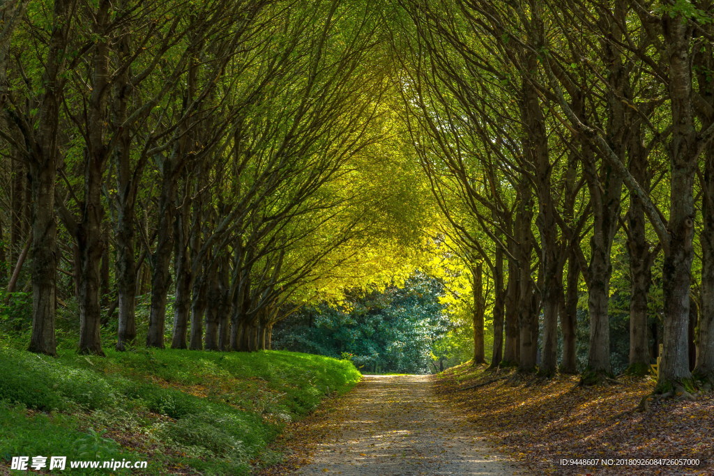 绿色树林道路图片