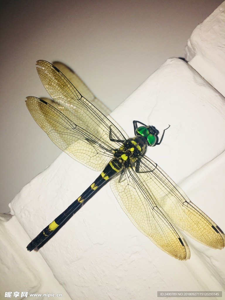 家里的蜻蜓