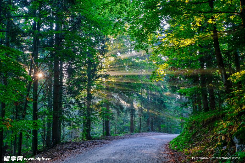 森林道路风景